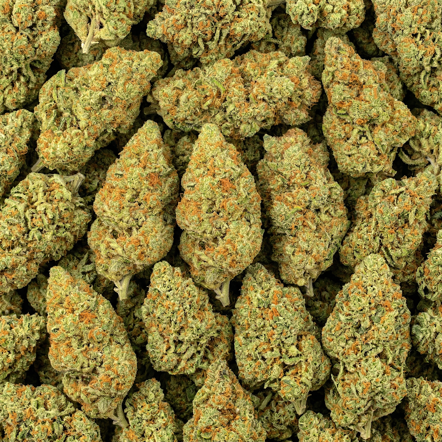 CBDX Blüten Amnesia Haze – Indoor-Qualität, intensiver Zitronen-Duft