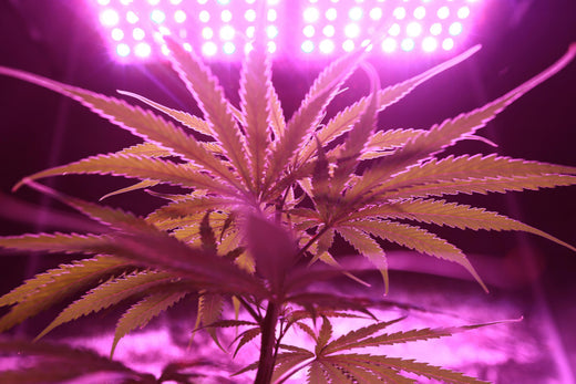 Was ist CBDP (Cannabidiphorol)?