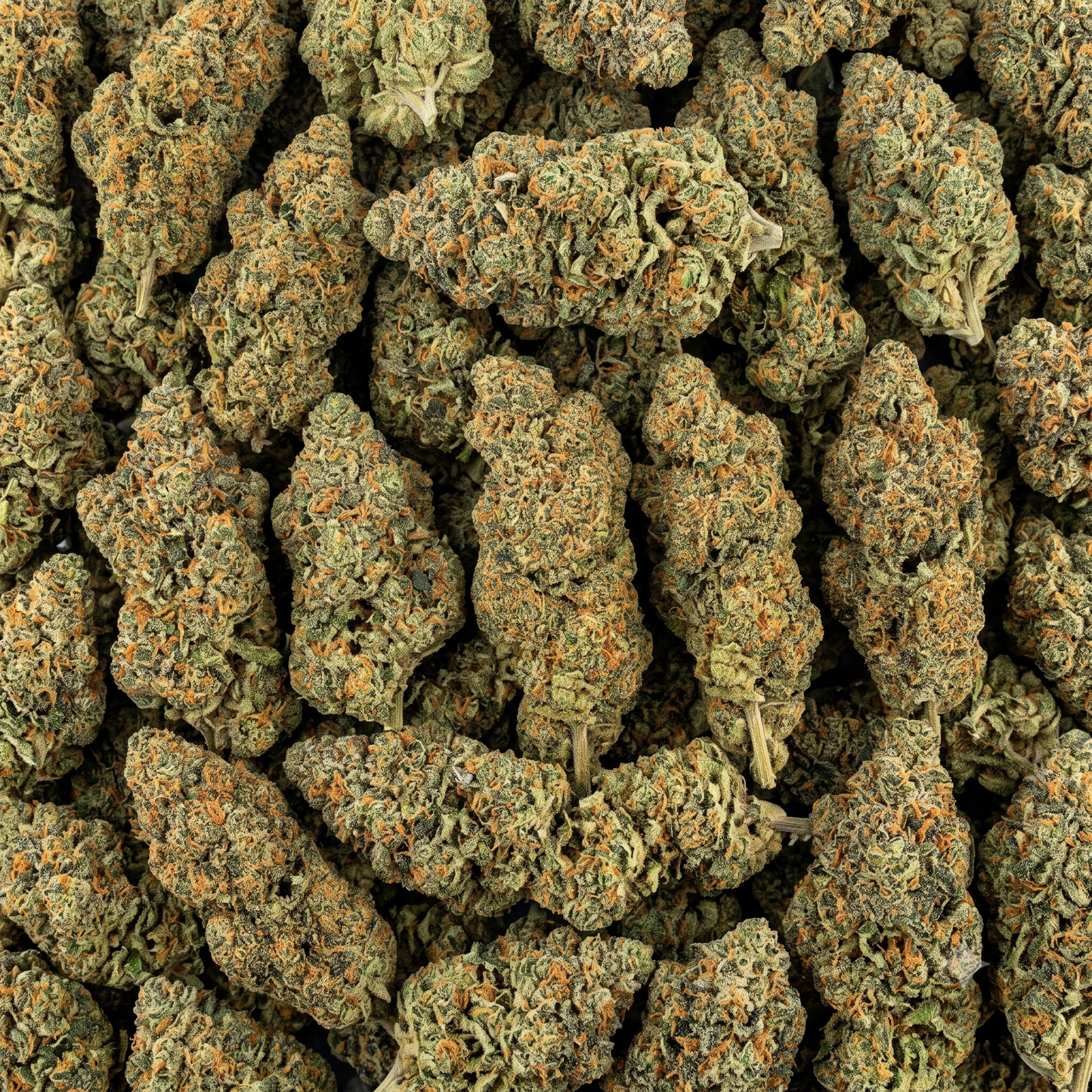 CBDX Blüten - "Gary Payton"