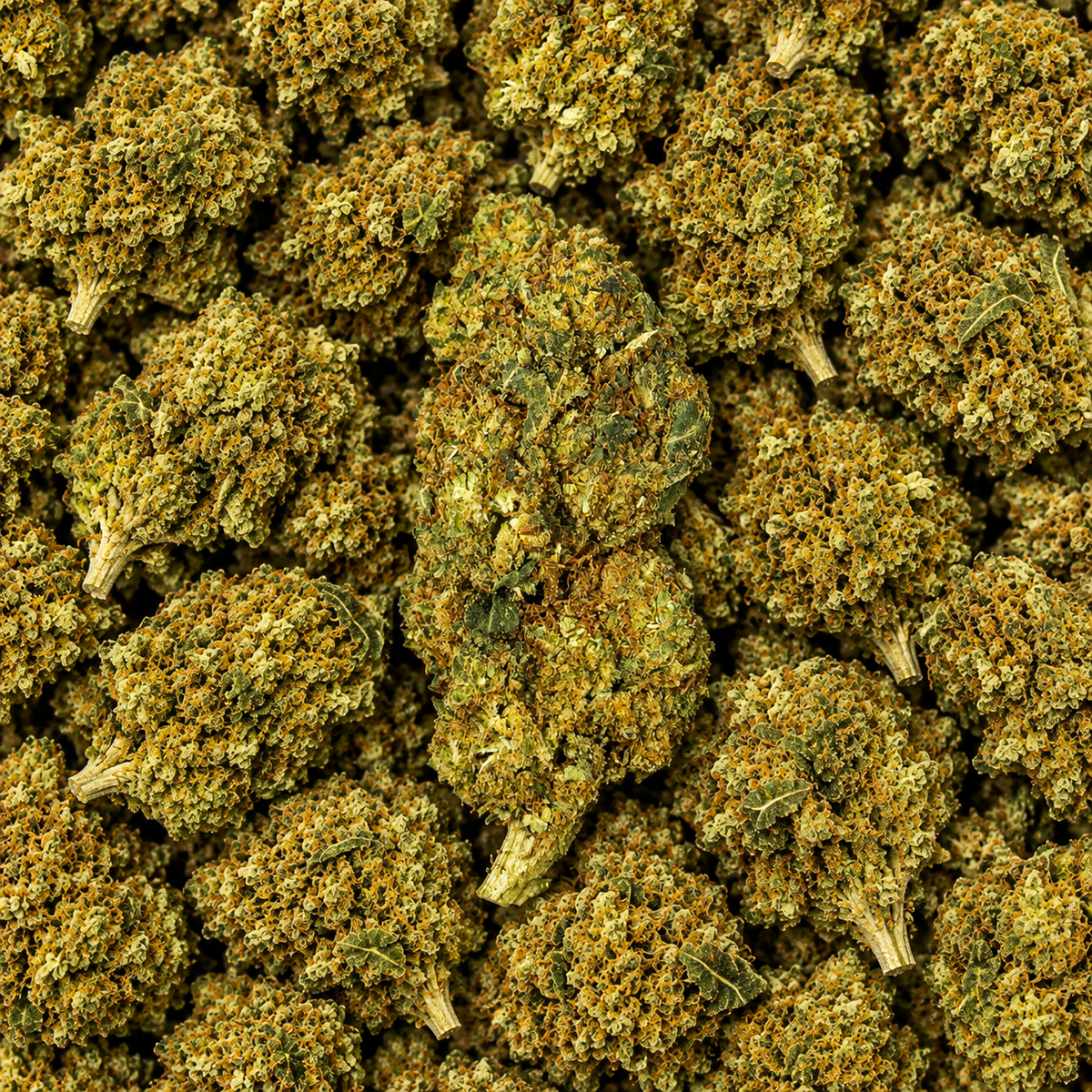 CBDX Blüten - "Super Lemon Haze"