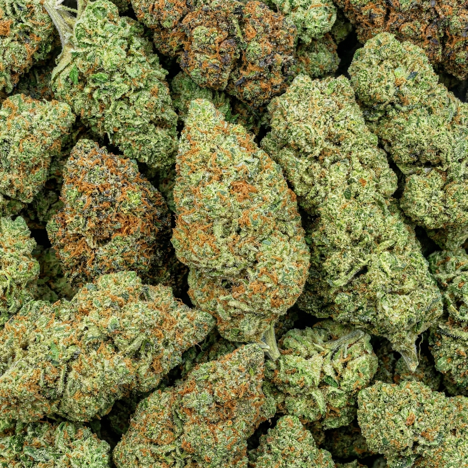 CBD Blüten Premium Mix – aromatische Auswahl von Indoor-Sorten